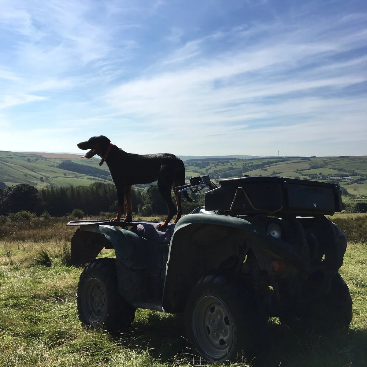 Top Tips for Students &amp; Parents Applying to Veterinary Medicine