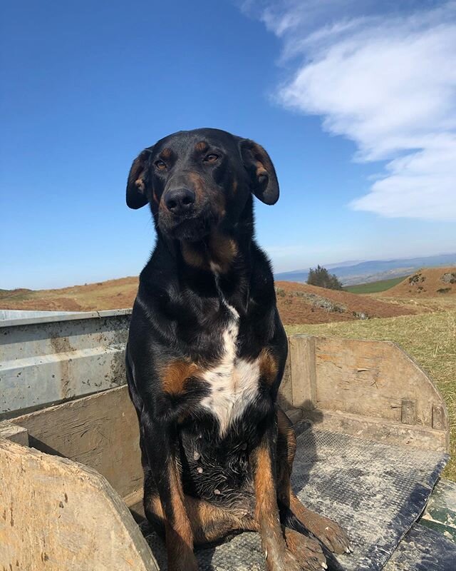 DAY 2 
Molly has identified herself as a key worker 🐶. She&rsquo;s been busy rounding up the sheep this morning. Farmers across the UK are carrying on to make sure there&rsquo;s food on the shelves and the animals are kept fit and healthy. 
We will 
