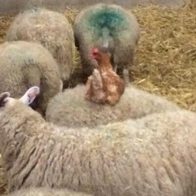 DAY SIX

Why did the chicken ride the sheep? 
#hatchingalift #layingaround