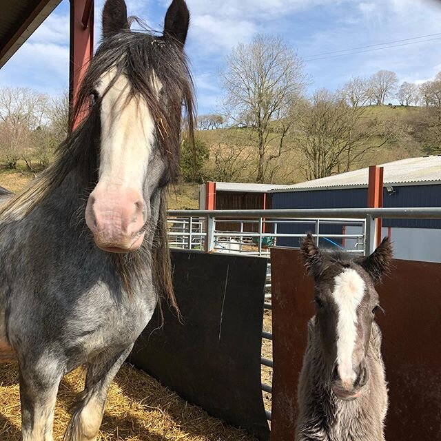 Liz has been busy overnight... Big blue delivered baby blue at half three this morning 🥰