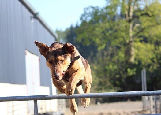 When you&rsquo;ve spent too much time watching the horses during isolation and decide you want a career change! 🐶
#huntaways #wannabeshowjumper #showjumping #dogsofinstagram #instadog