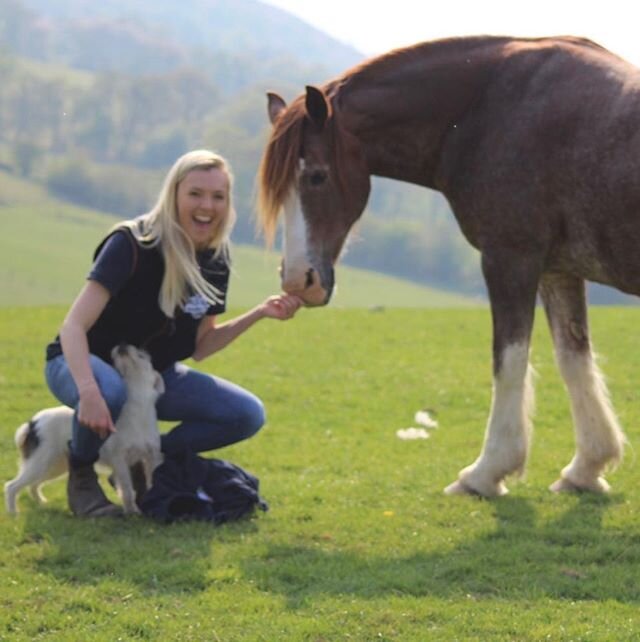 We are so excited to have lots of new followers 😍 
Just a quick bit about us for those of you that are new... We have an beautiful farm and stud based in Mid Wales are we run farming and equine experience days for all ages. This is Becky, shes a ful