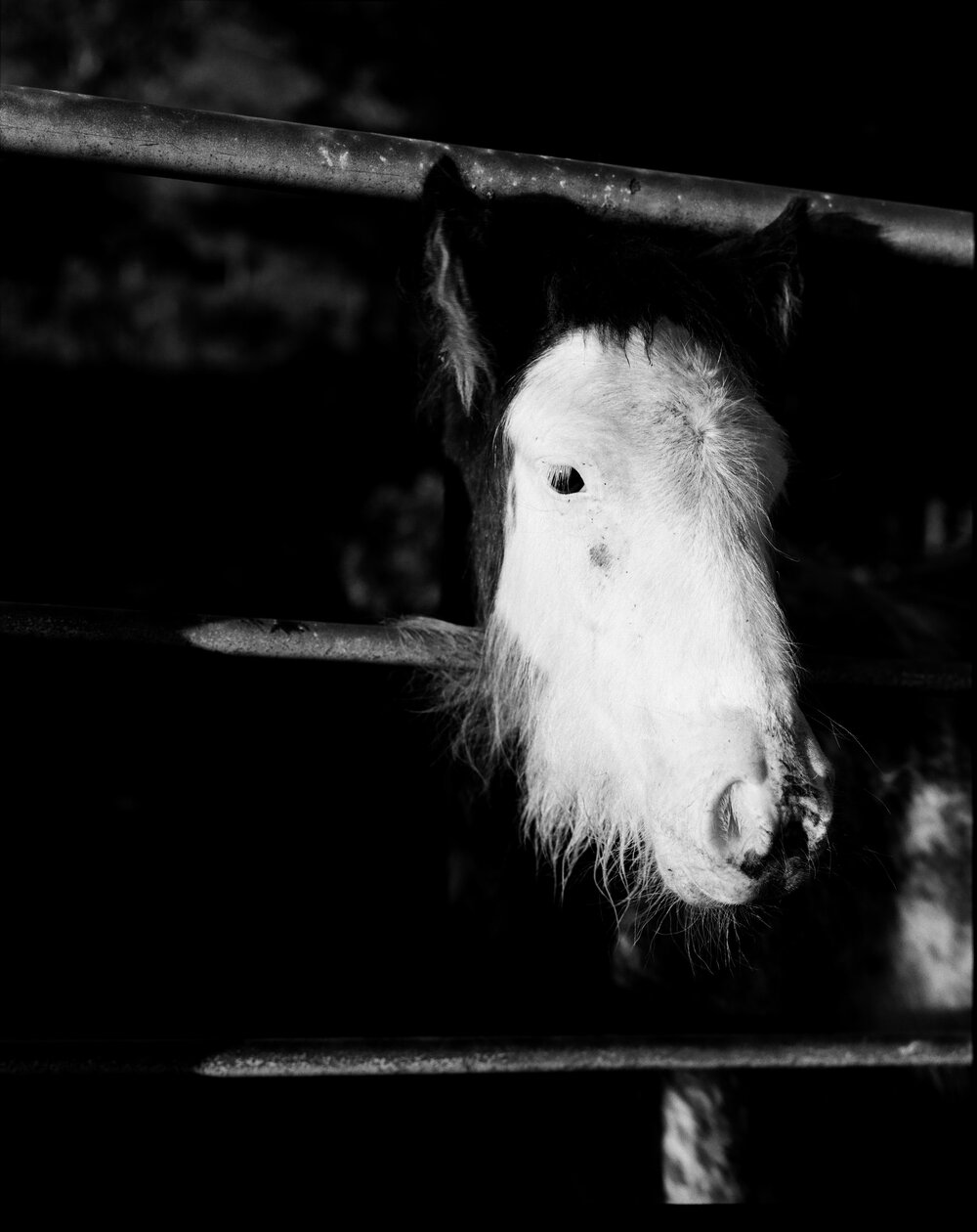 Horse_05.jpg