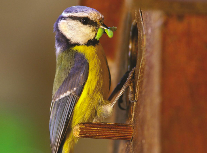 Photography course at Hever Castle