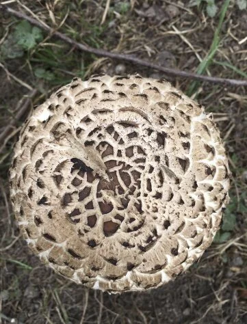 OPINION: @WeCookEverything - How’s Your Relationship With The Mushroom?