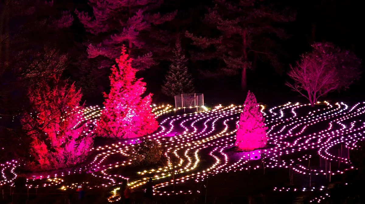 Mile-long Christmas trail through Kent forest