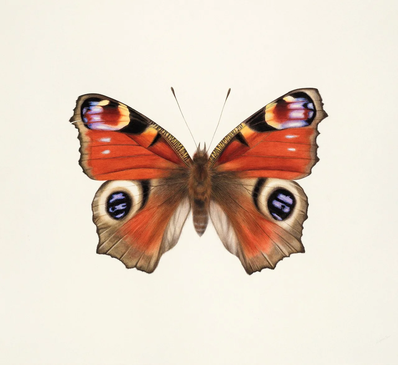 METAMORPHOSIS AT LIDO STORES, MARGATE