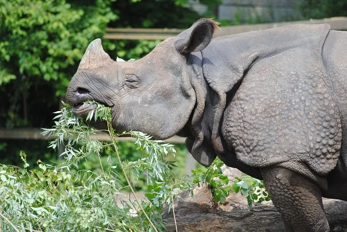 Port Lympne makes history with addition of Rare Indian Rhino 