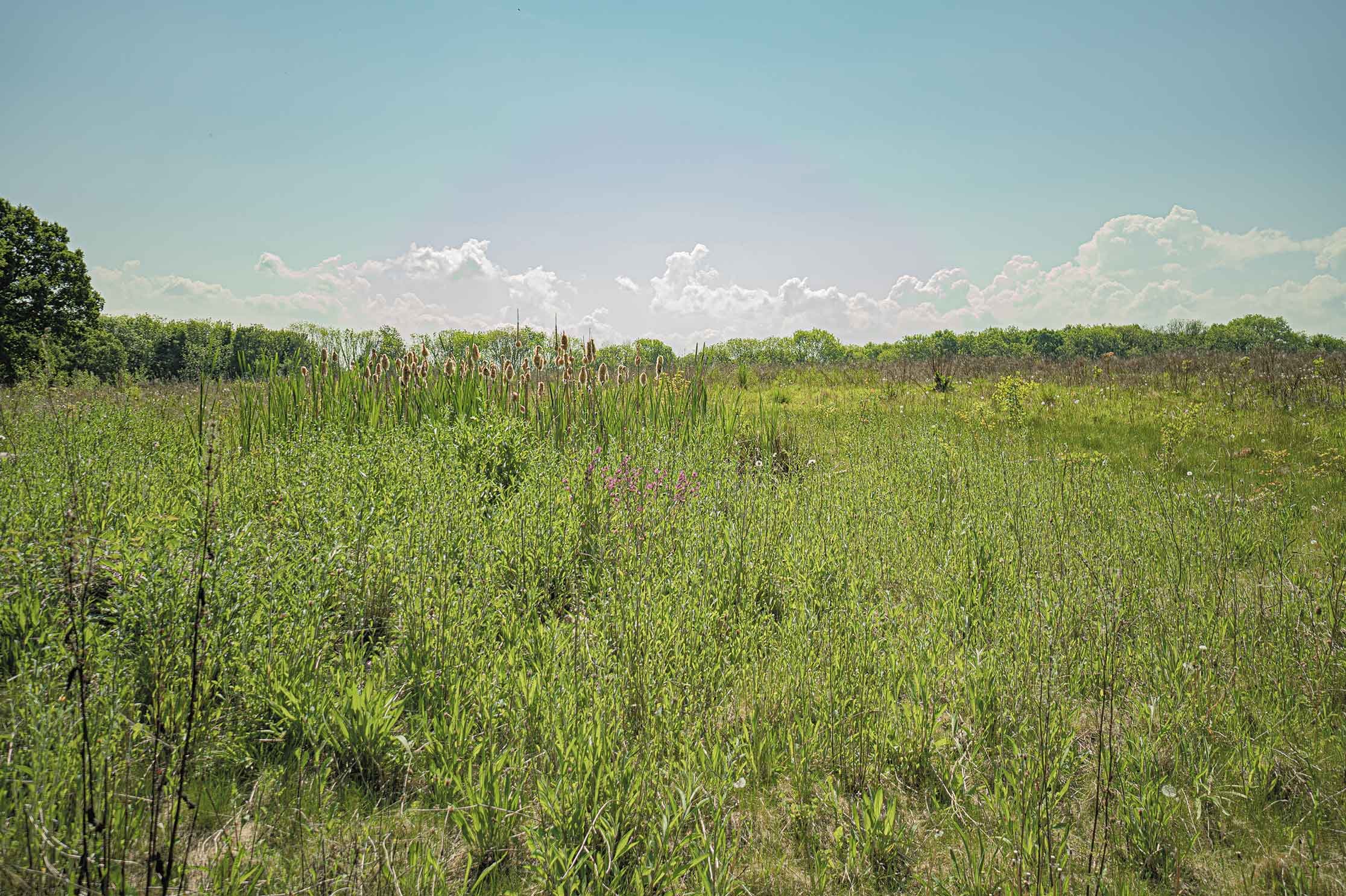 woodsell-nature-retreat-regenration-faversham5.jpg