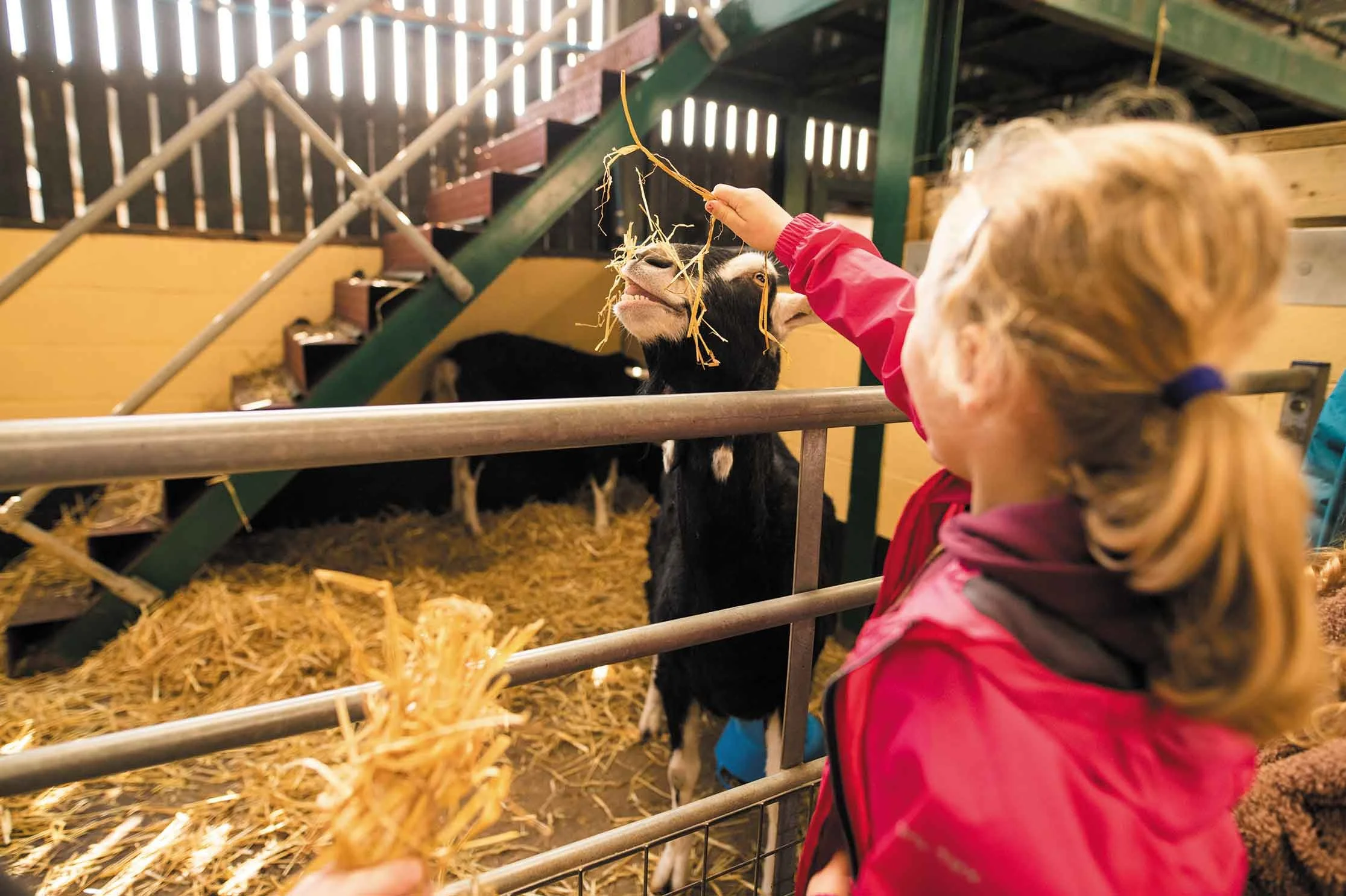 Meet the animals at the Rare Breeds Centre, Ashford, this summer