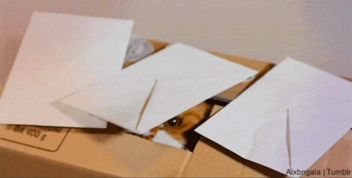 tumblr_nsbu2cJsrr1qbxi45o1_r1_500.gif