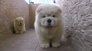 Lieb Chow Chows einfach sooo