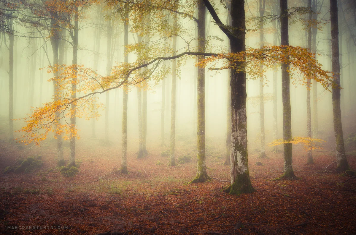 misty forest