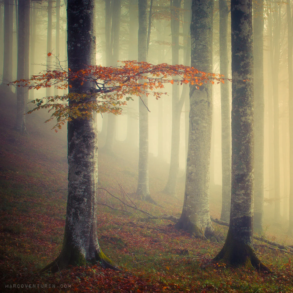misty forest