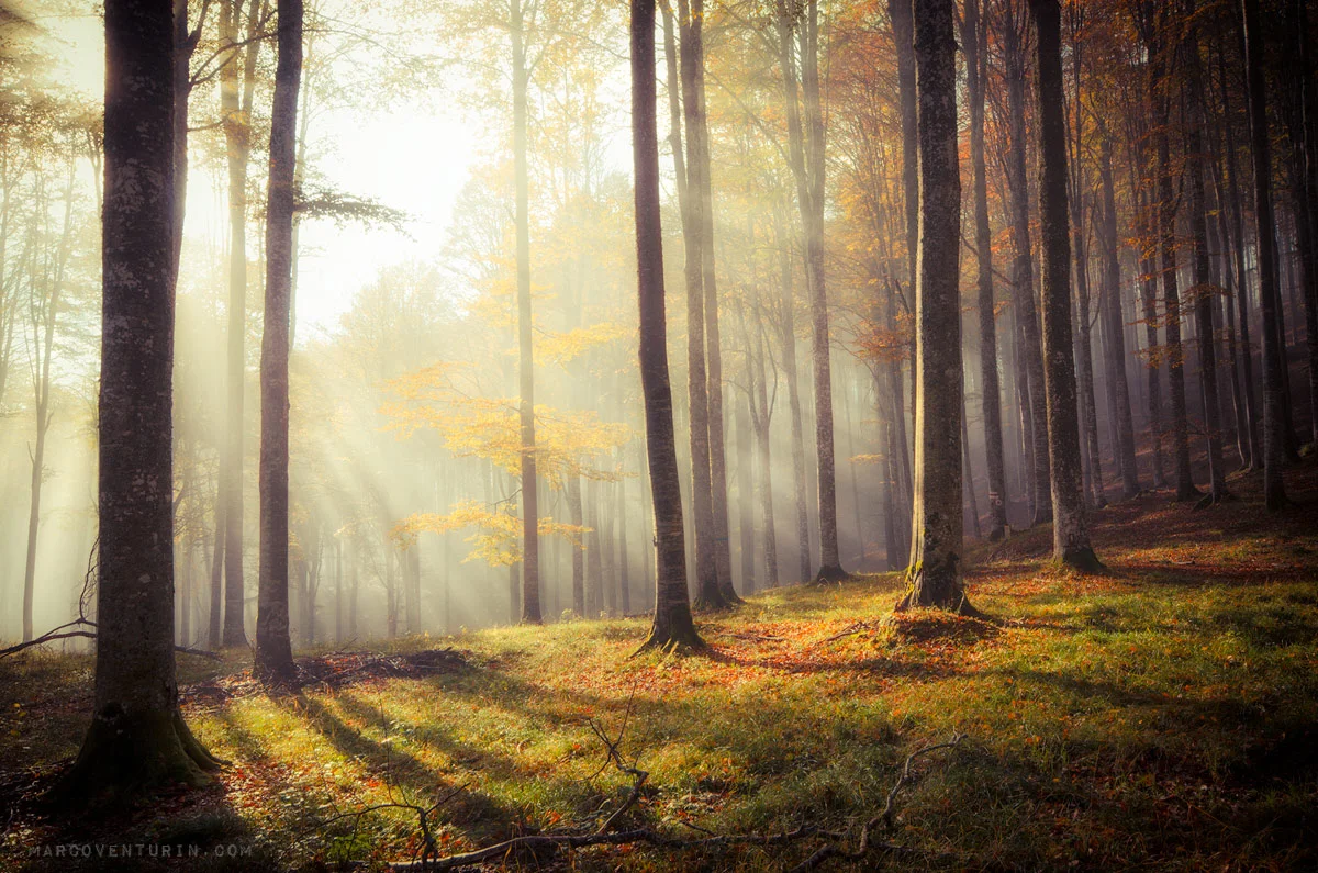 misty forest