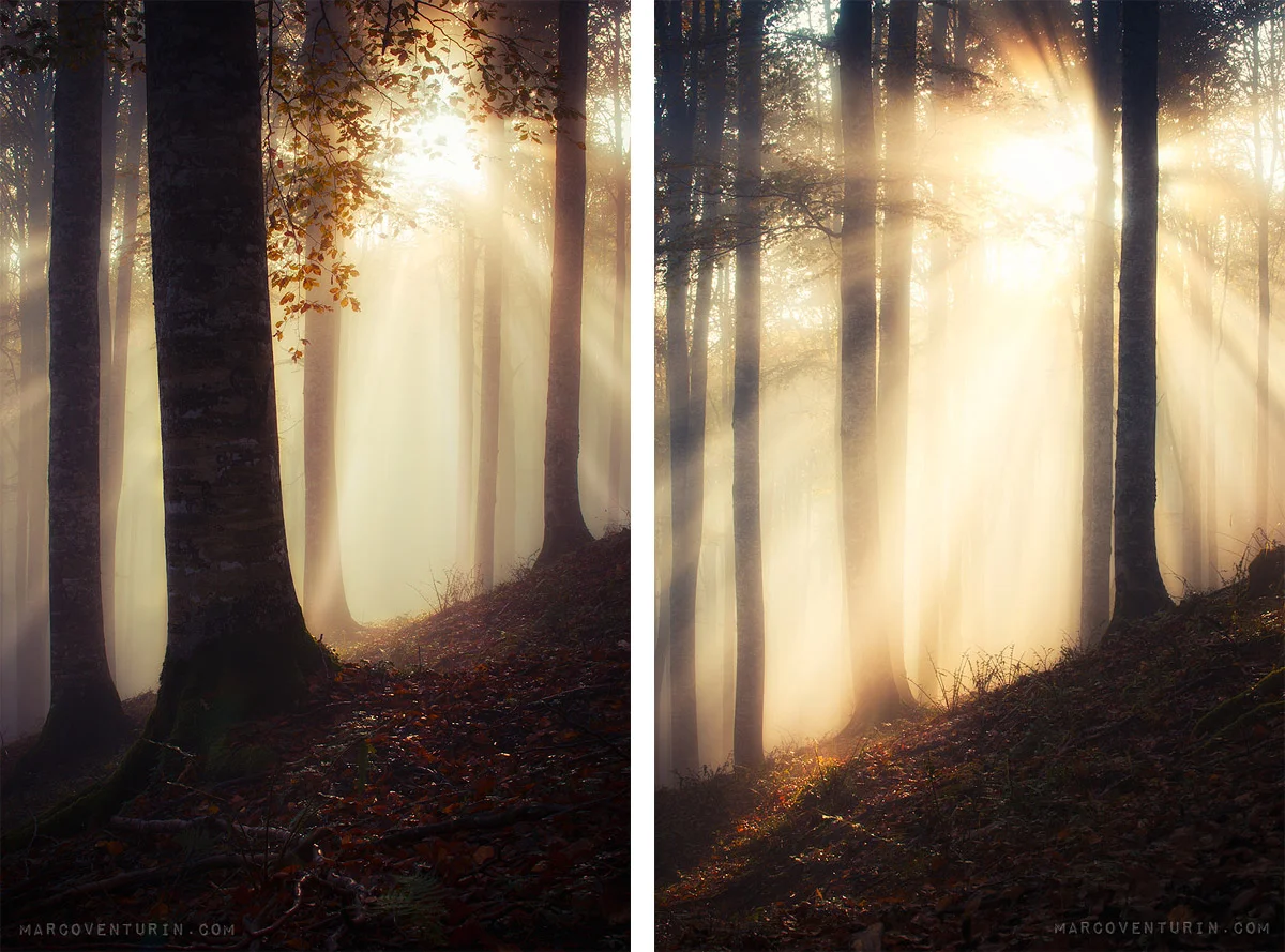 misty forest