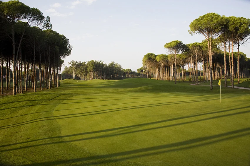 carya 2.jpg