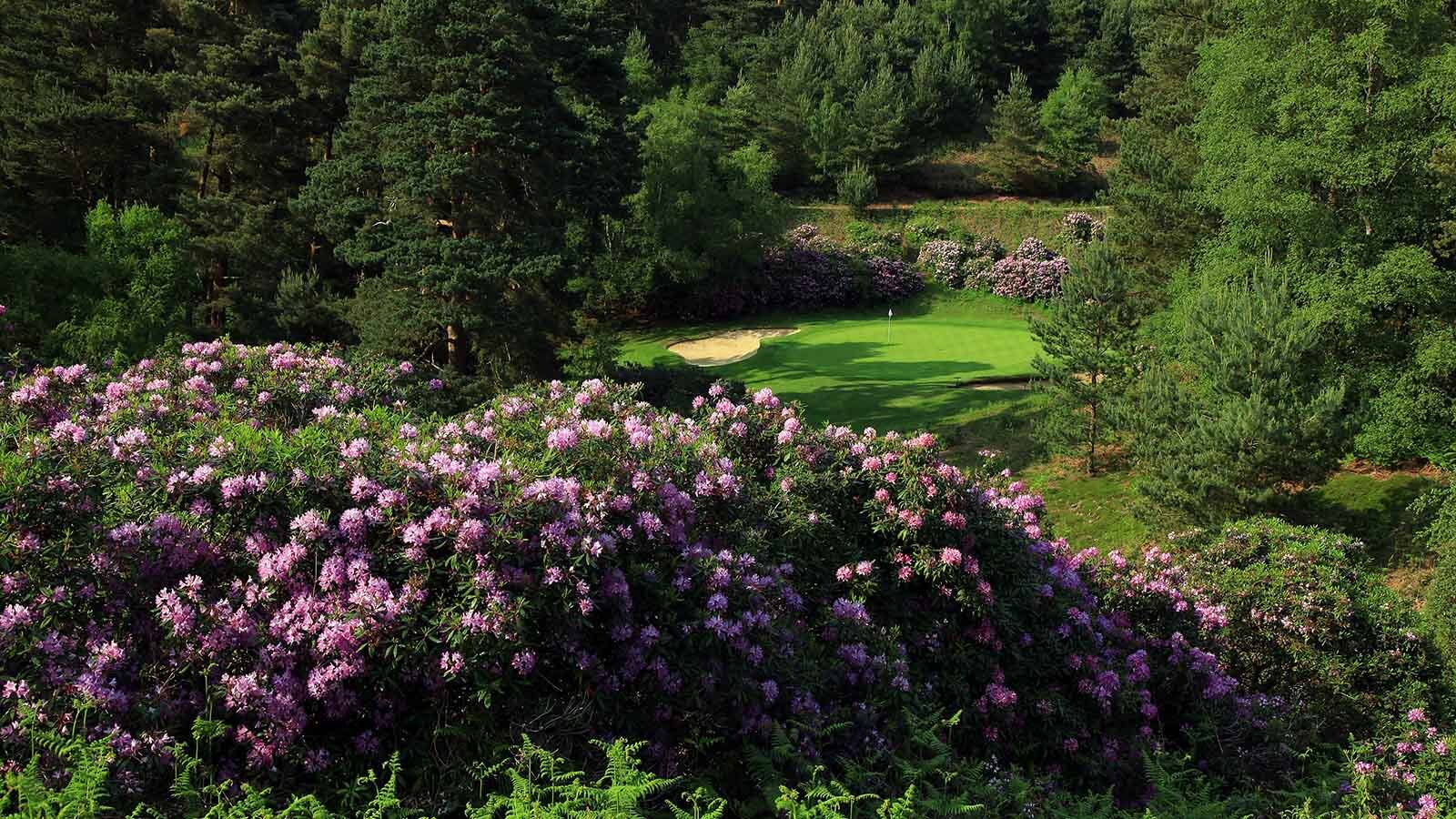 woburn_golf_club_dukes_3rd.jpg