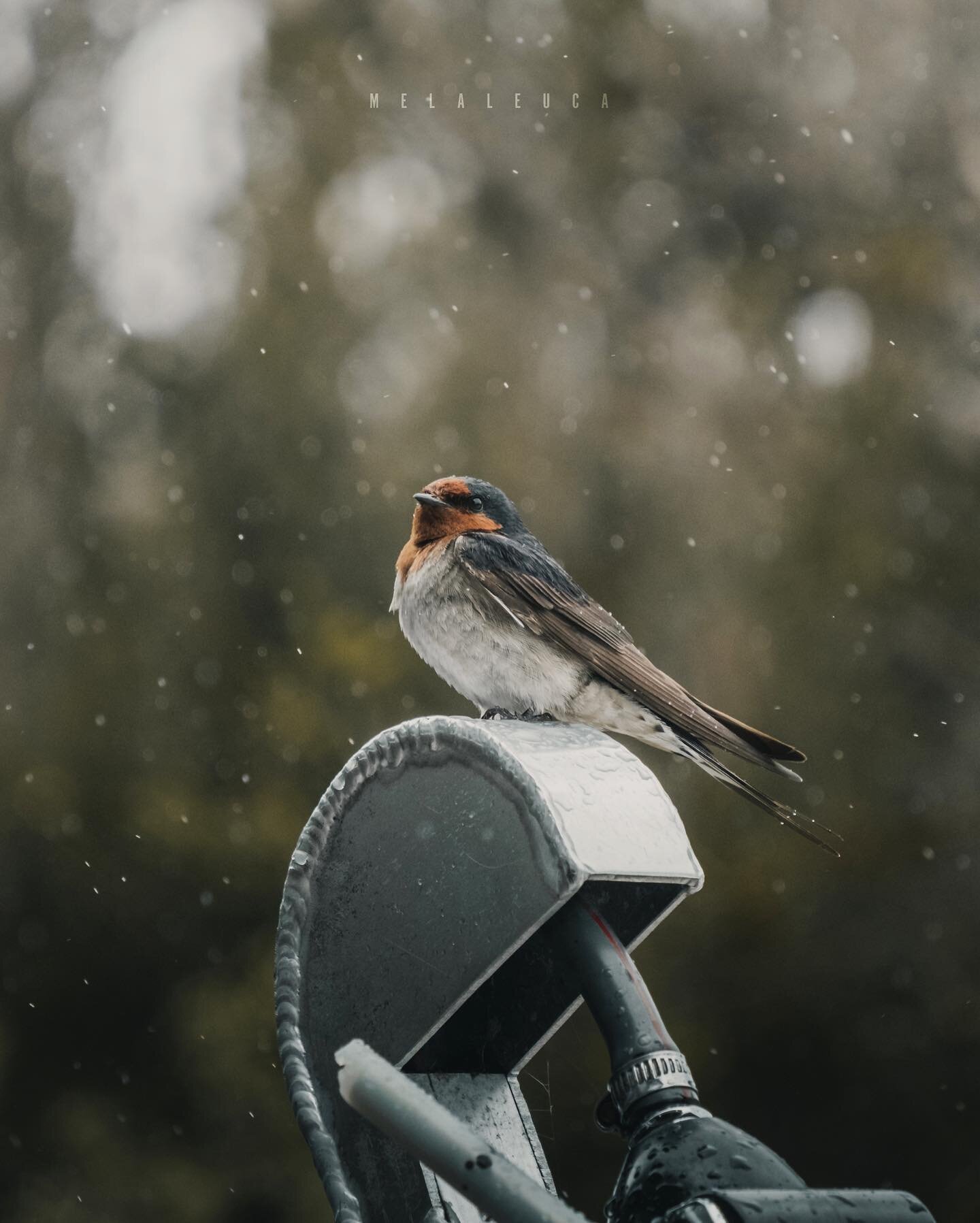 SW Tasmania: Day 15/16 - Cabin Fever - I always wondered what it would be like to be trapped in a box with nothing to do. Although being stuck inside a cabin due to bad weather for 3 days is not as extreme, I had a small glimpse of what it feels like