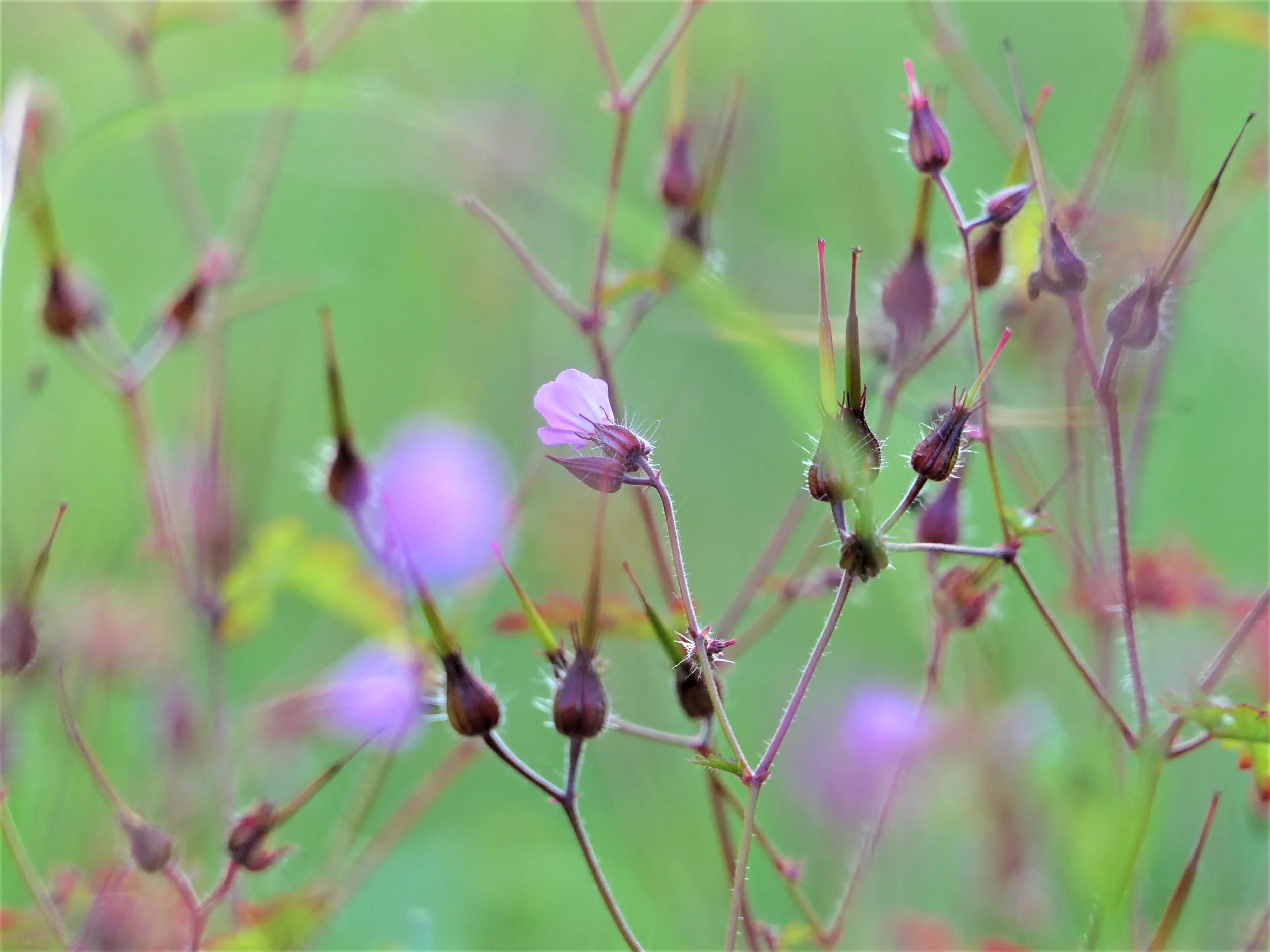Geranium robertianum / Storchenschnabel / Lymph- und Frauenpflanze