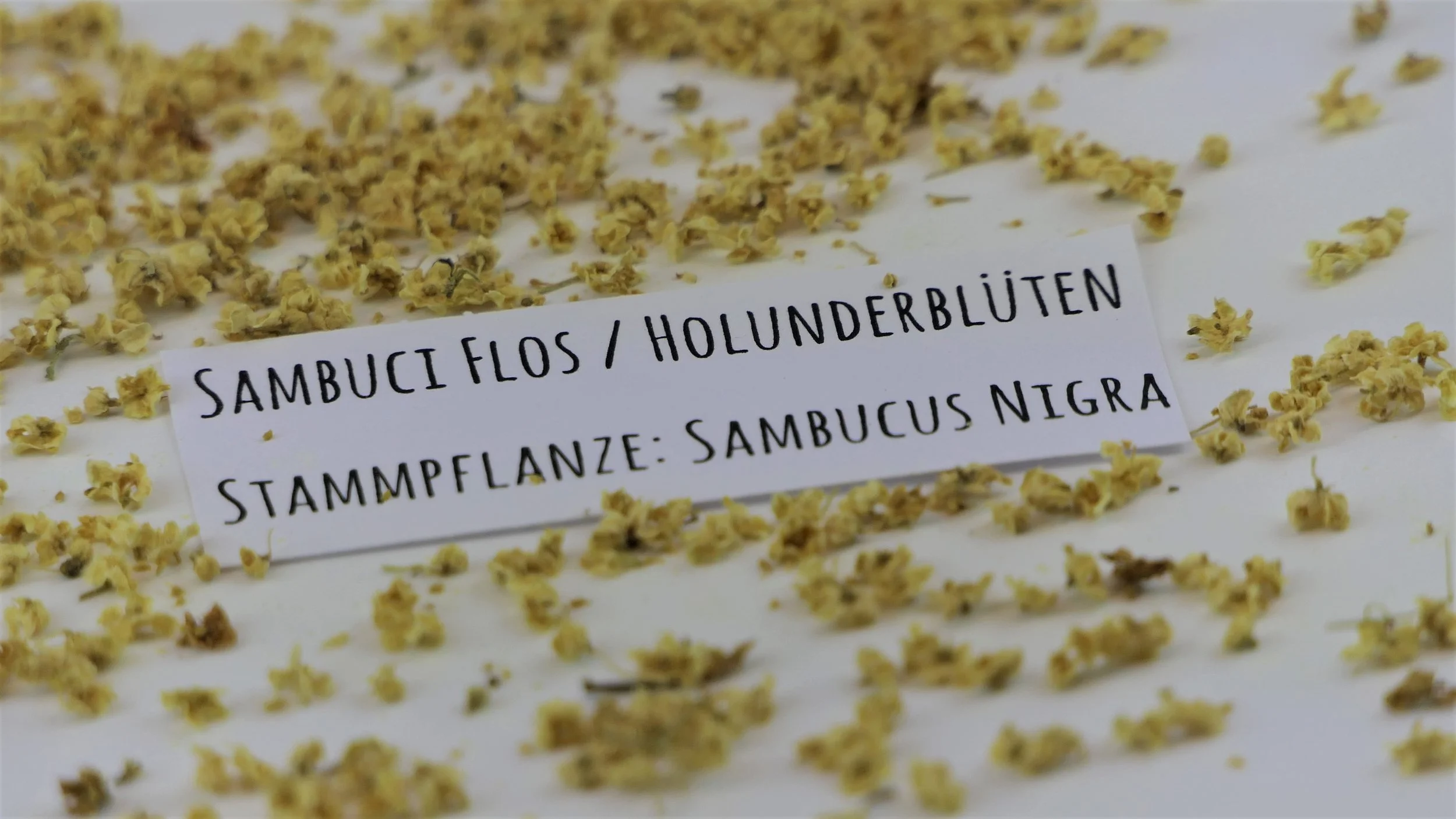 sambuci_flos.jpg