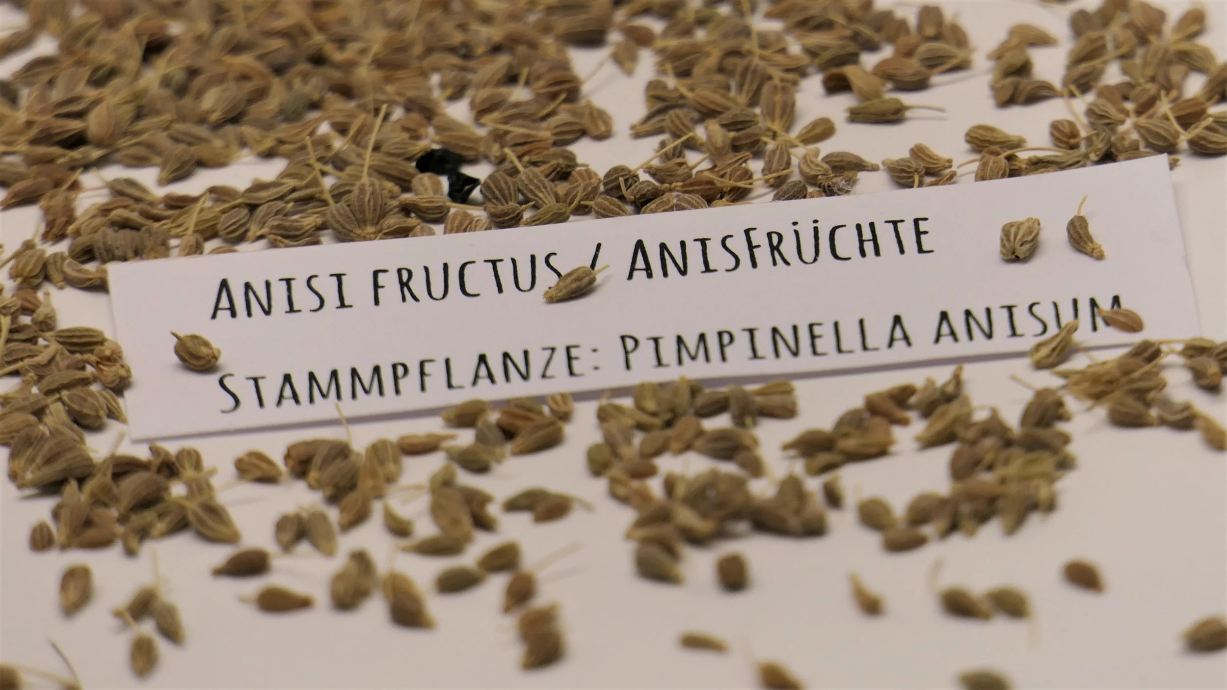 anisi_fructus.jpg