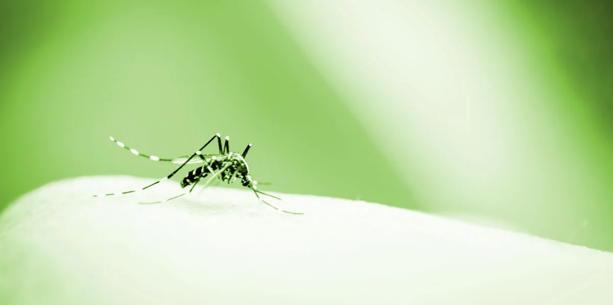 Greenstrike-About-Header.png