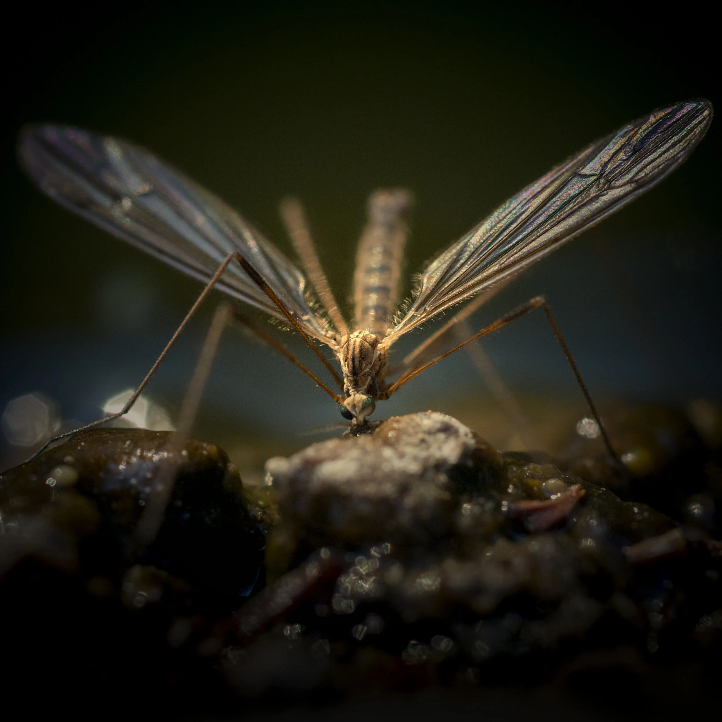 This animal kills more people in a day than sharks do in a century