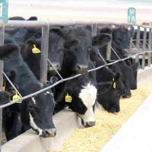 trough line.jpg