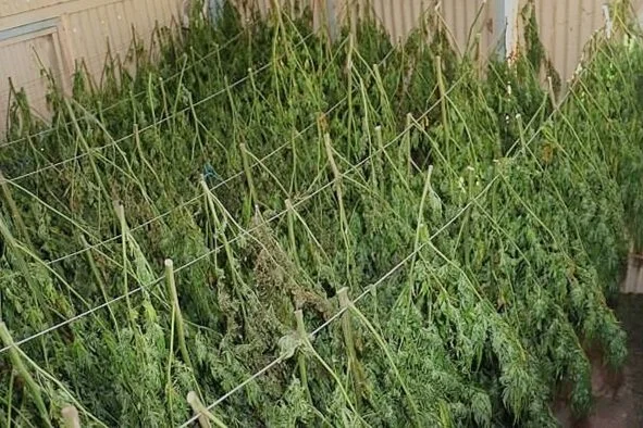 7x19 Galvanized Cable For Hanging Hemp Plants.