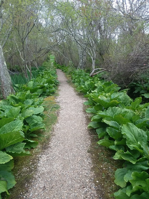 path at duckpond.jpg