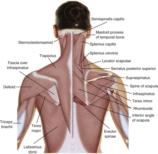 BAck anatomy.jpg