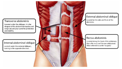 What is Intra-Abdominal Bracing and How does it Work? — Restore