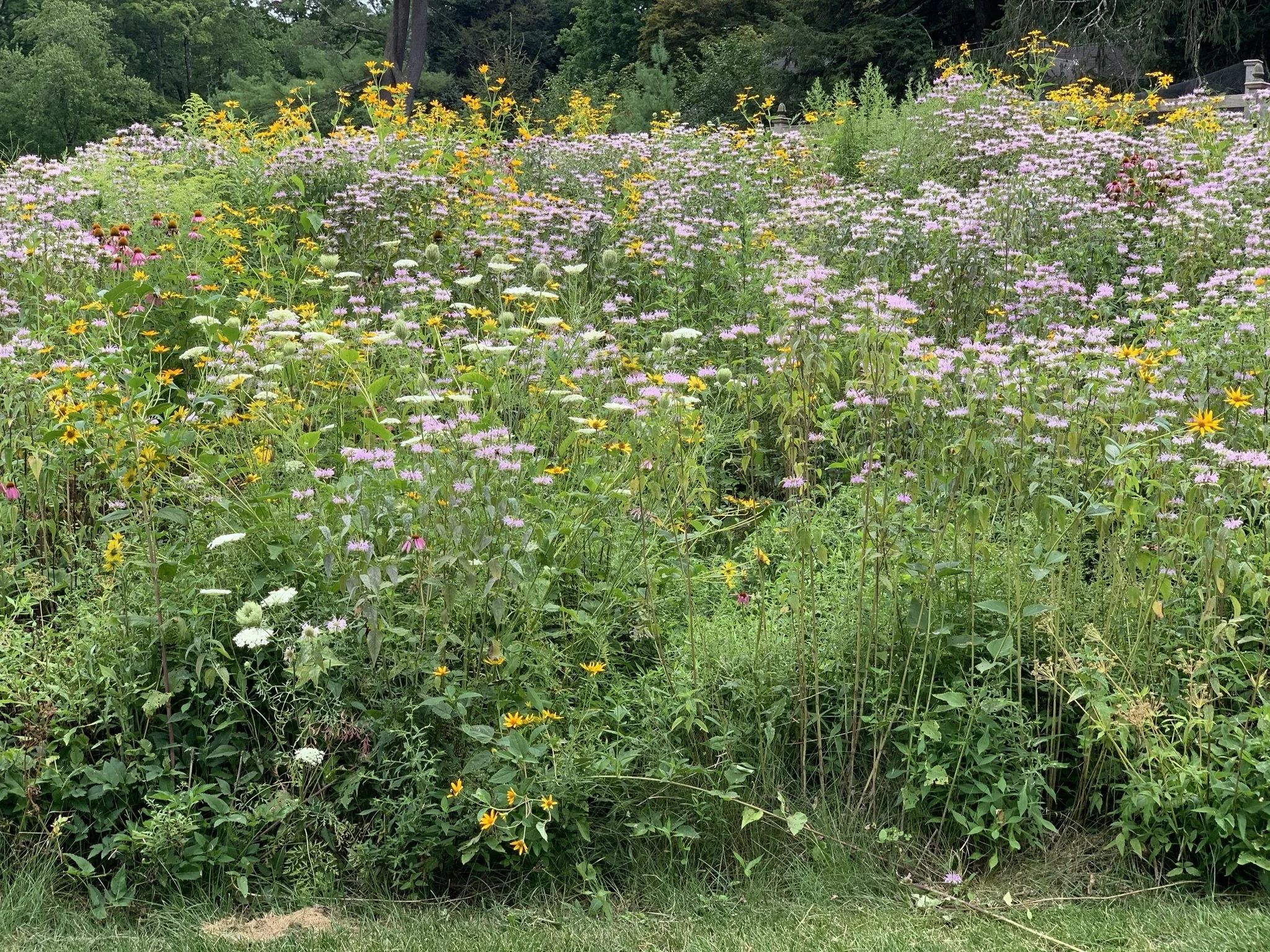 Pollinator Garden