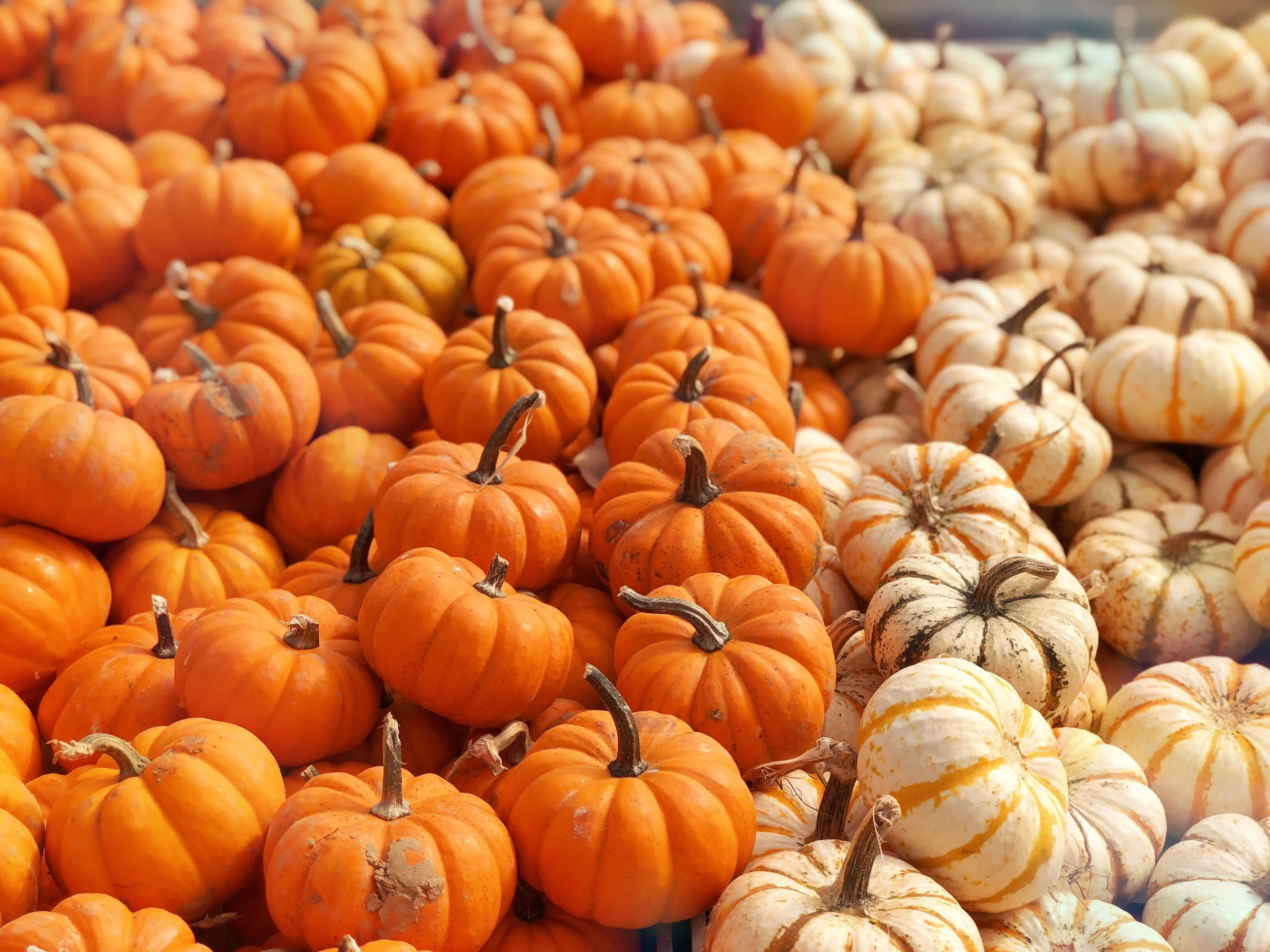 October Kozmic Forecast - Transformation, Rebirth, and Redefining Love