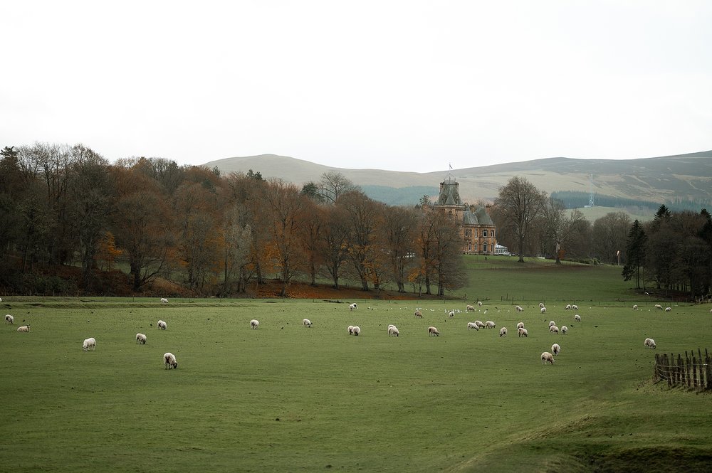 a green field with trees and grazing sheep with cornhill castle wedding venue visible in the distance on an autumn day