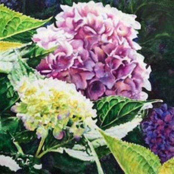 9A Hydrangea.jpeg