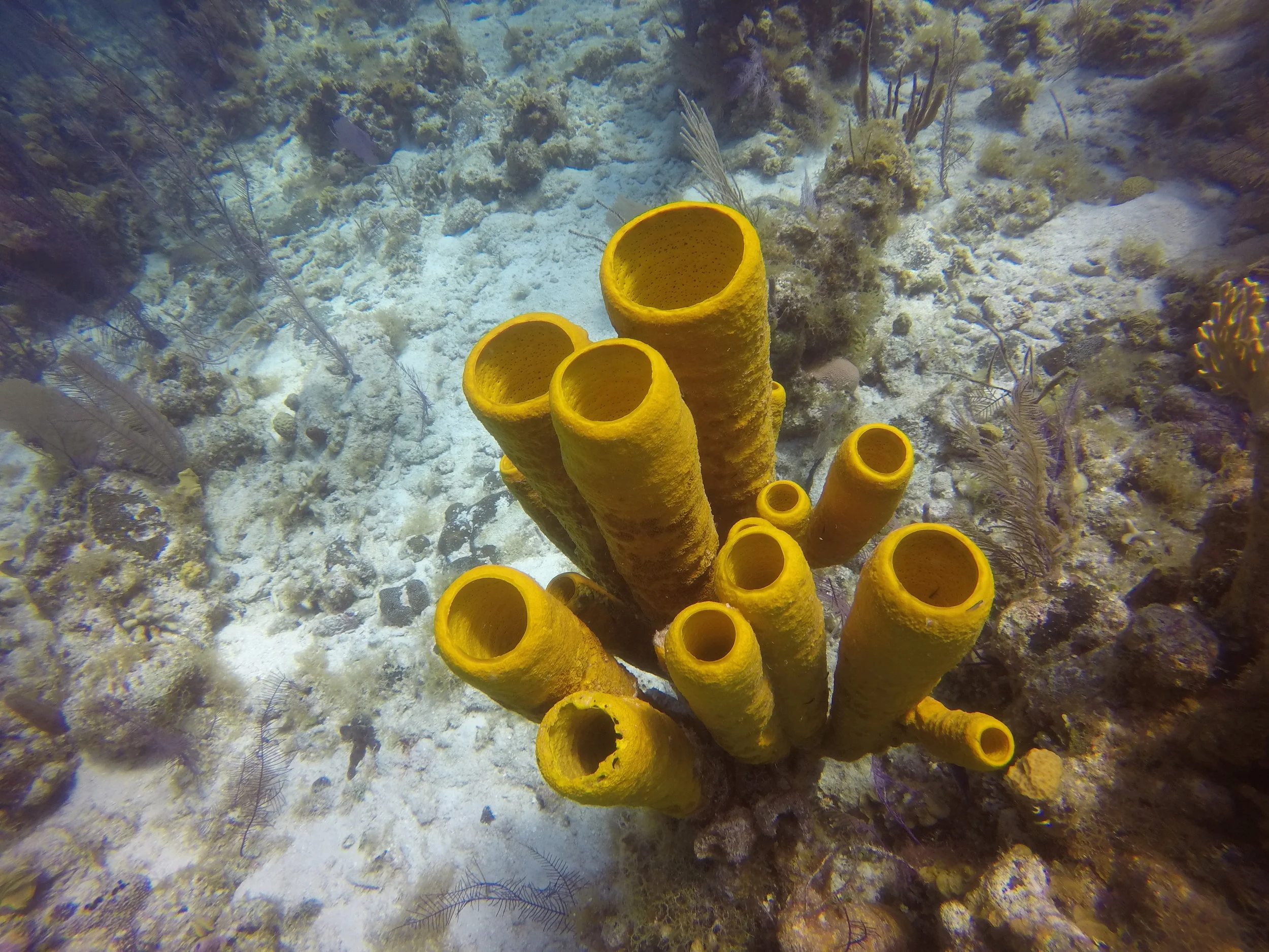 Beautiful Coral.jpg