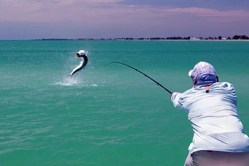 Tarpon-fishing.jpg