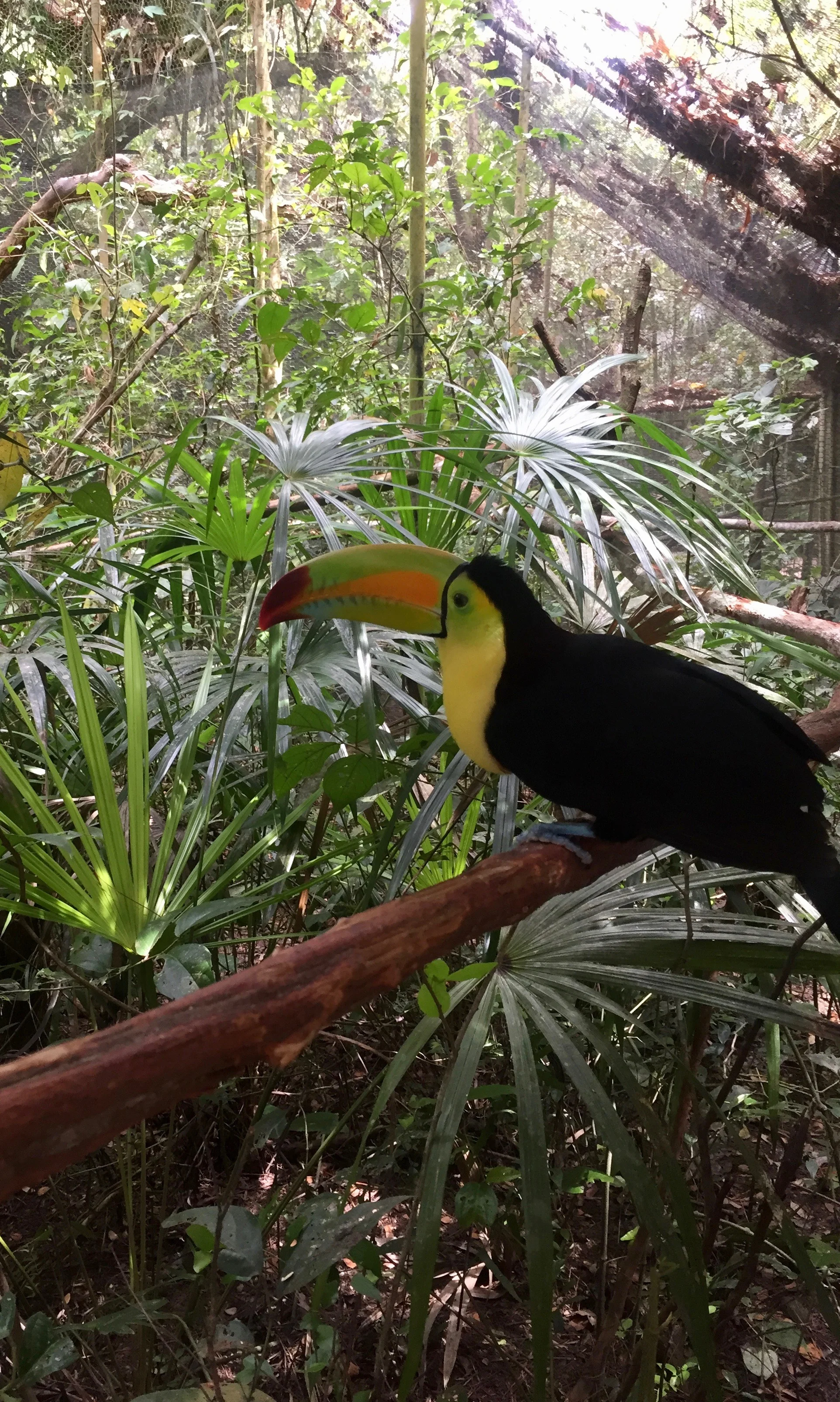 Toucan Sam