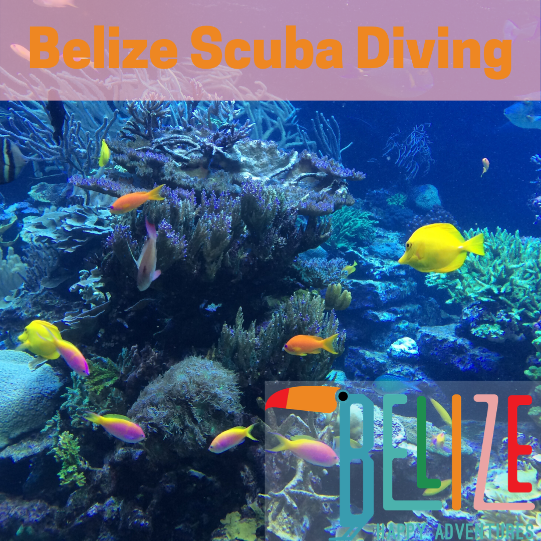 Belize Scuba Diving.png