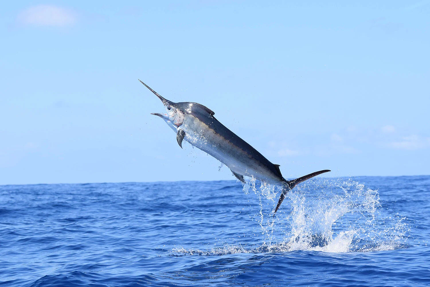 Jumping Marlin.jpg