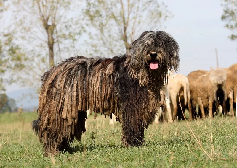 Paci Di Valle Scrivia