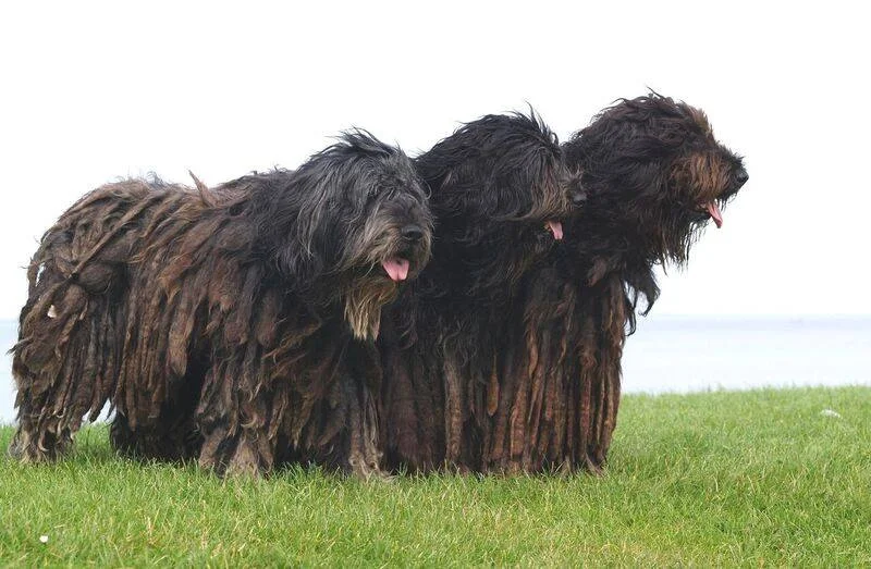 Courtesy of Allevamento Dei Lupercali