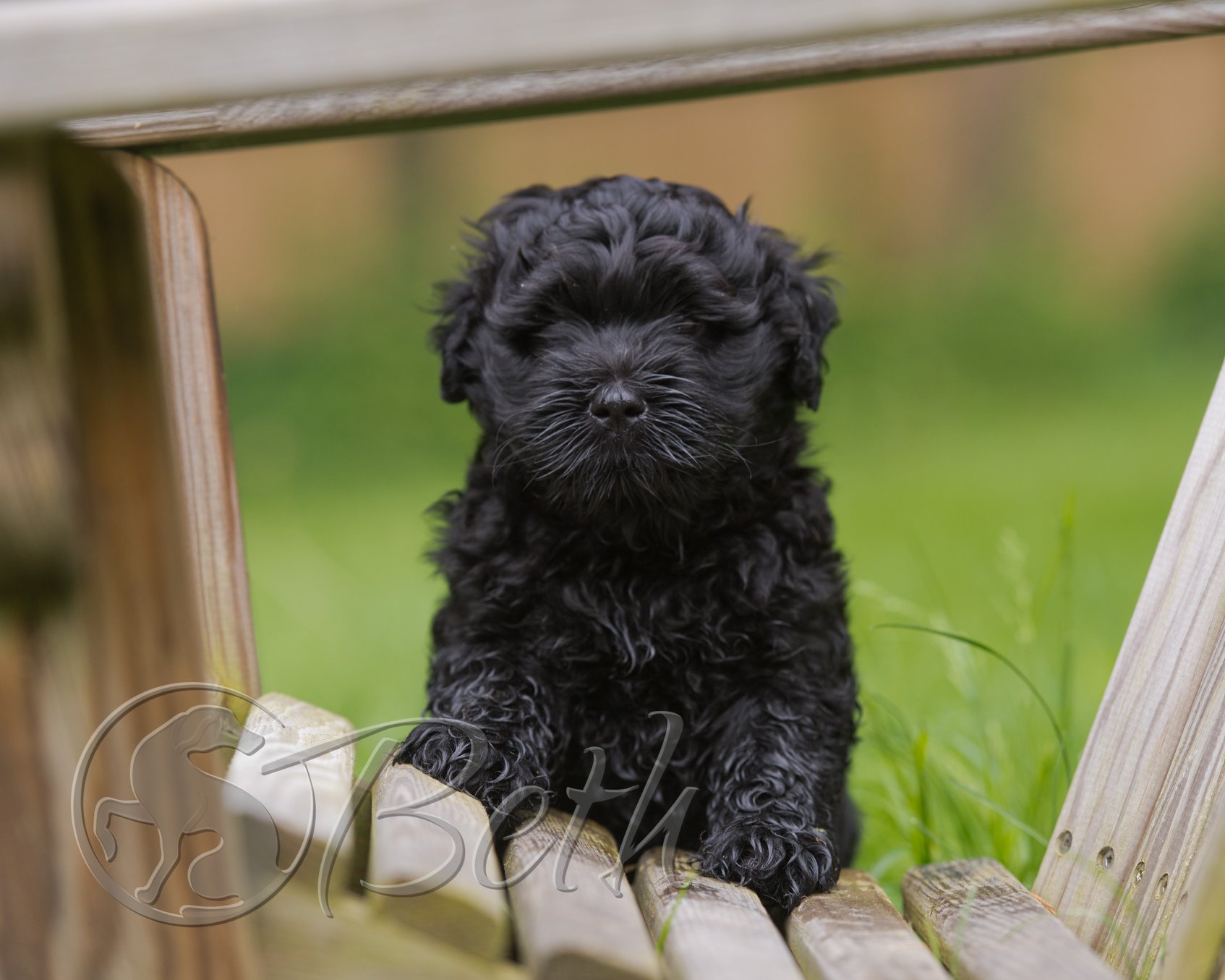 Candid Canine Photography