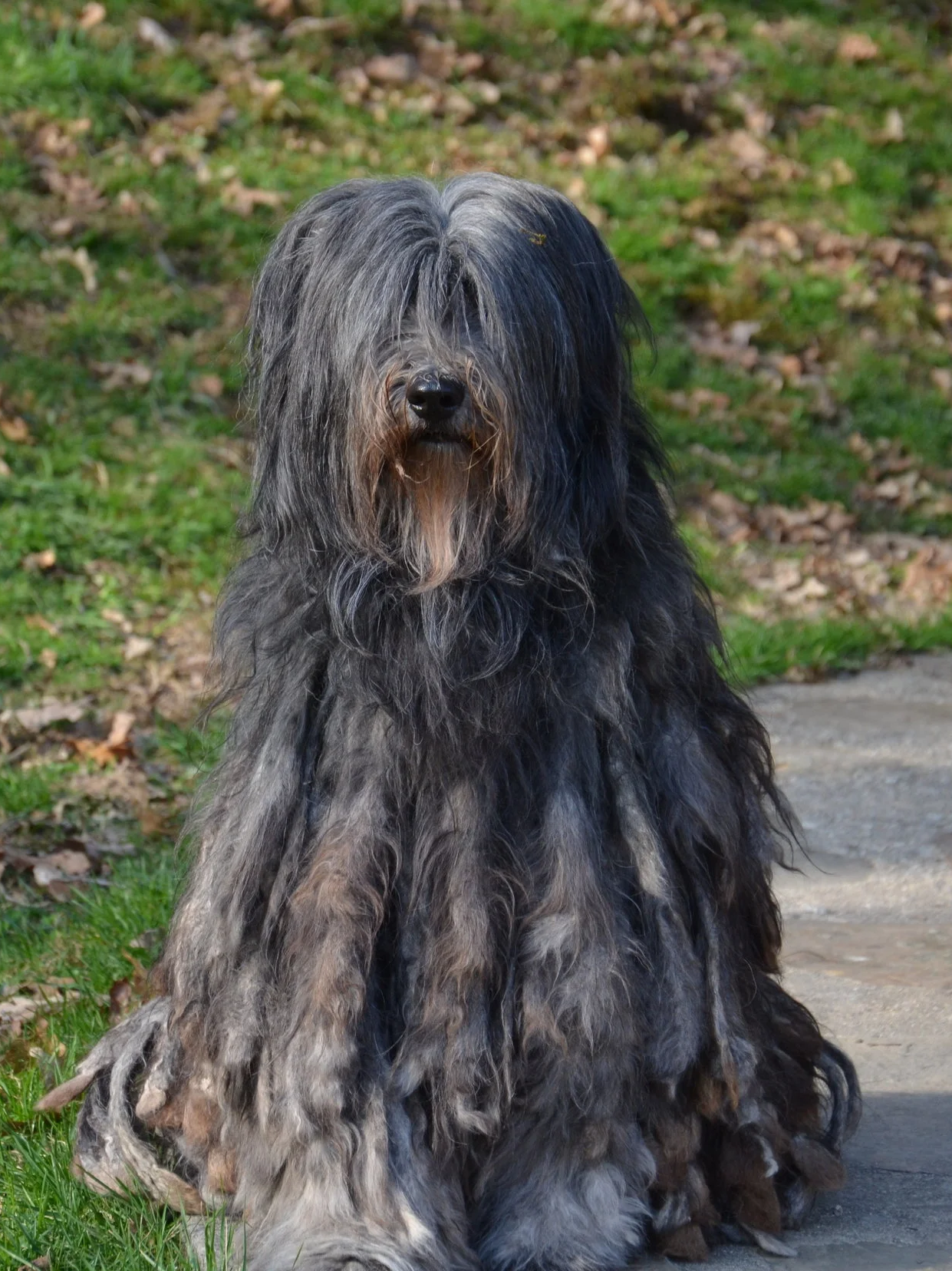 Adult Greying Female