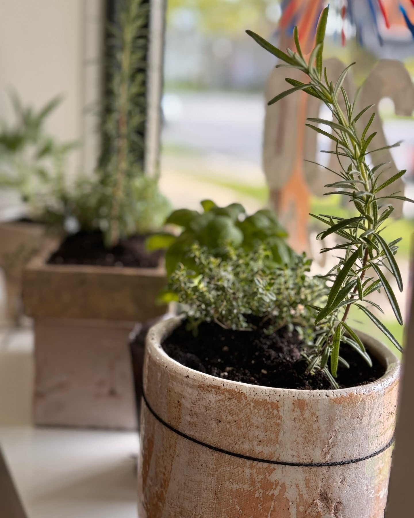 🌎 Happy Earth Day! We have planted our favorite herbs, perfect for your kitchen window into the best vintage and antique pots. The studio smells incredible! 🌱 

#designstudio 
#vintage 
#planting 
#kitchenherbs
