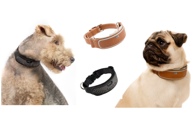 AKC Smart Collar