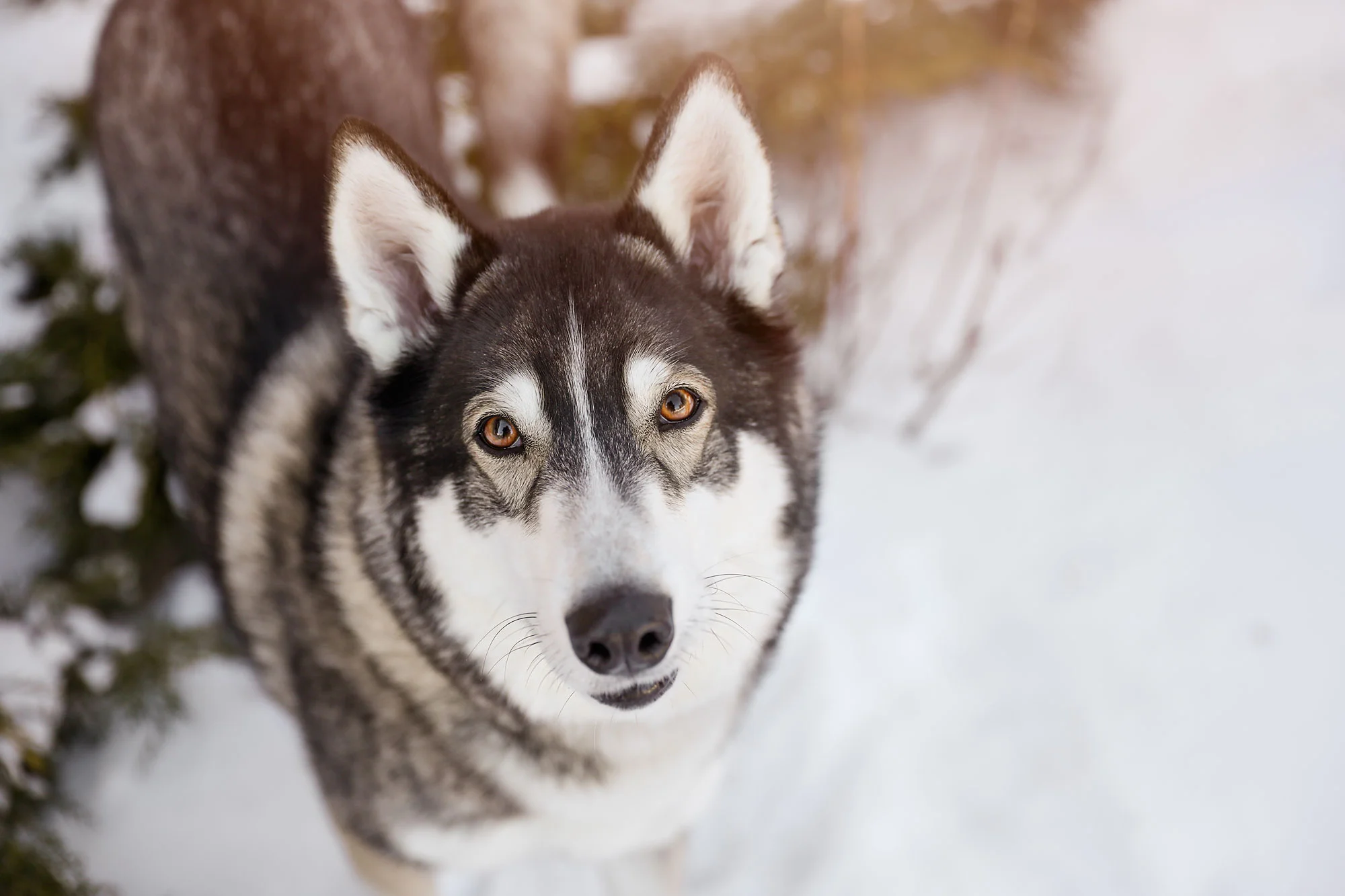 058A5455-husky.jpg