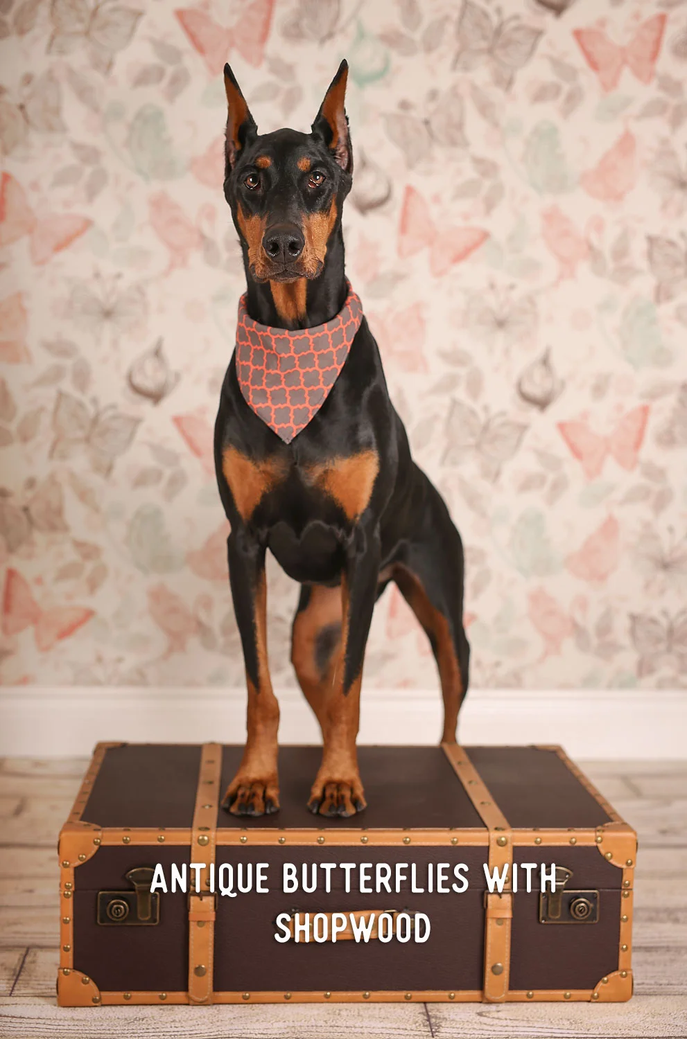 016A2413_AntiqueButterfliesWShopwood.jpg